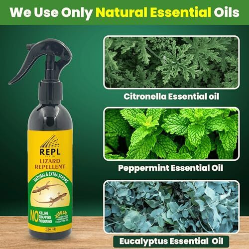 Repl Lizard Repellent Spray (250Ml) For Home | 100% Natural Pest Control Spray | Made Of Peppermint & Eucalyptus Oil | Lizard Spray | Permanent Solution For Lizards | Not Lizard Killer | Pk Of 1