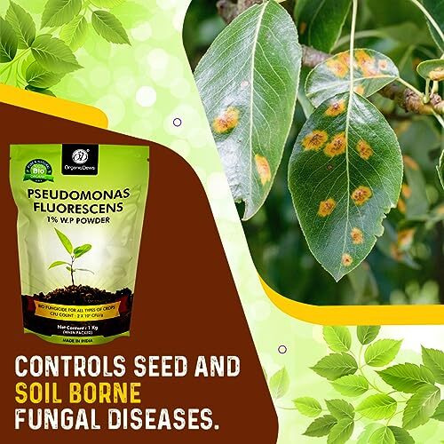 Organicdews Pseudomonas Fluorescens Powder(2X10^8 Cfu/G) (1 Kg) For Seeds And Garden Plants - Against Root/Stem Rot, Wilt Fungal Dieases 1 Kg