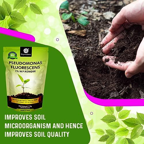 Organicdews Pseudomonas Fluorescens Powder(2X10^8 Cfu/G) (1 Kg) For Seeds And Garden Plants - Against Root/Stem Rot, Wilt Fungal Dieases 1 Kg