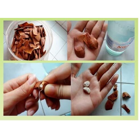 Sky Fruit Kadwa Badam Peeled Sugar Badam, Diabetes Bitter Almonds, Then Gani Kai Mahogany Seeds, Swietenia Macrophyla, Diabetes King Bitter Seeds, Machine Cleaned, Higenically Processed And Packed - 200 Grams