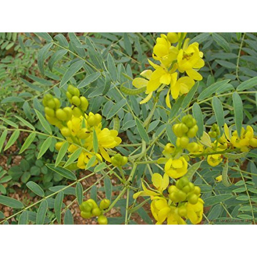 3V Products Senna Powder 300G | Nilavarai | Sonamukhi | Cassia Angustifolia (Pack Of 3X100G)
