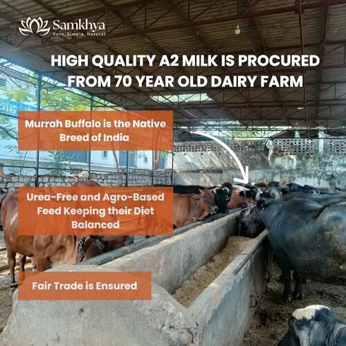 Samkhya A2 Desi Buffalo Ghee 1000 Ml | Vedic Bilona Method | Churned From Cultured Curd | Grass Fed Buffaloes | Slow Cooked In Iron Kadhai | Very Low Lactose & Nutrient-Dense | Lab Tested Pure Ghee