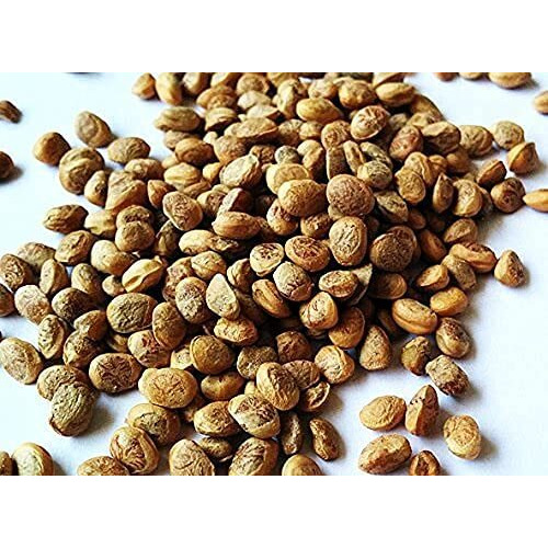 Miltop Chironji/Charoli 100 G