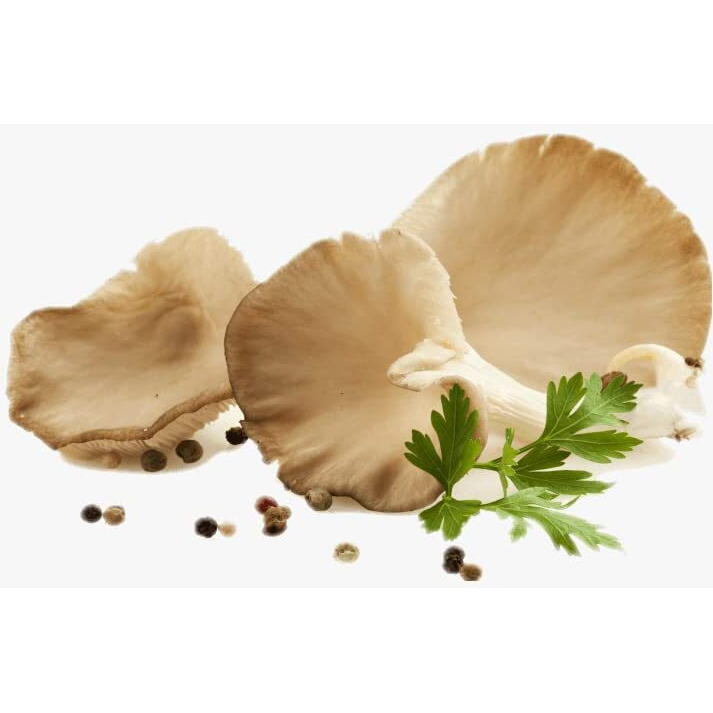 Nourcery Dehydrated Oyster Mushroom, 100g (Pleurotus ostreatus)