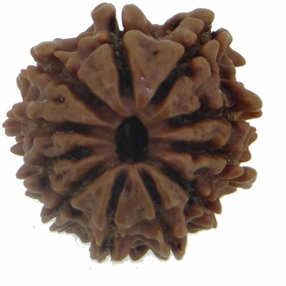 Arihant Gems & Jewels 11 Mukhi/Faced Nepali Rudraksha | Natural & Certified | Astrological Eleven Mukhi/Faced Rudraksha | Positive Effect | Unisex Both for Men & Women (Brown,20-24 mm)