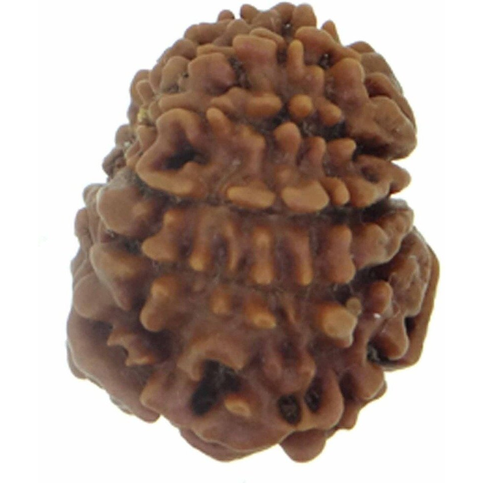 Arihant Gems & Jewels 11 Mukhi/Faced Nepali Rudraksha | Natural & Certified | Astrological Eleven Mukhi/Faced Rudraksha | Positive Effect | Unisex Both for Men & Women (Brown,20-24 mm)
