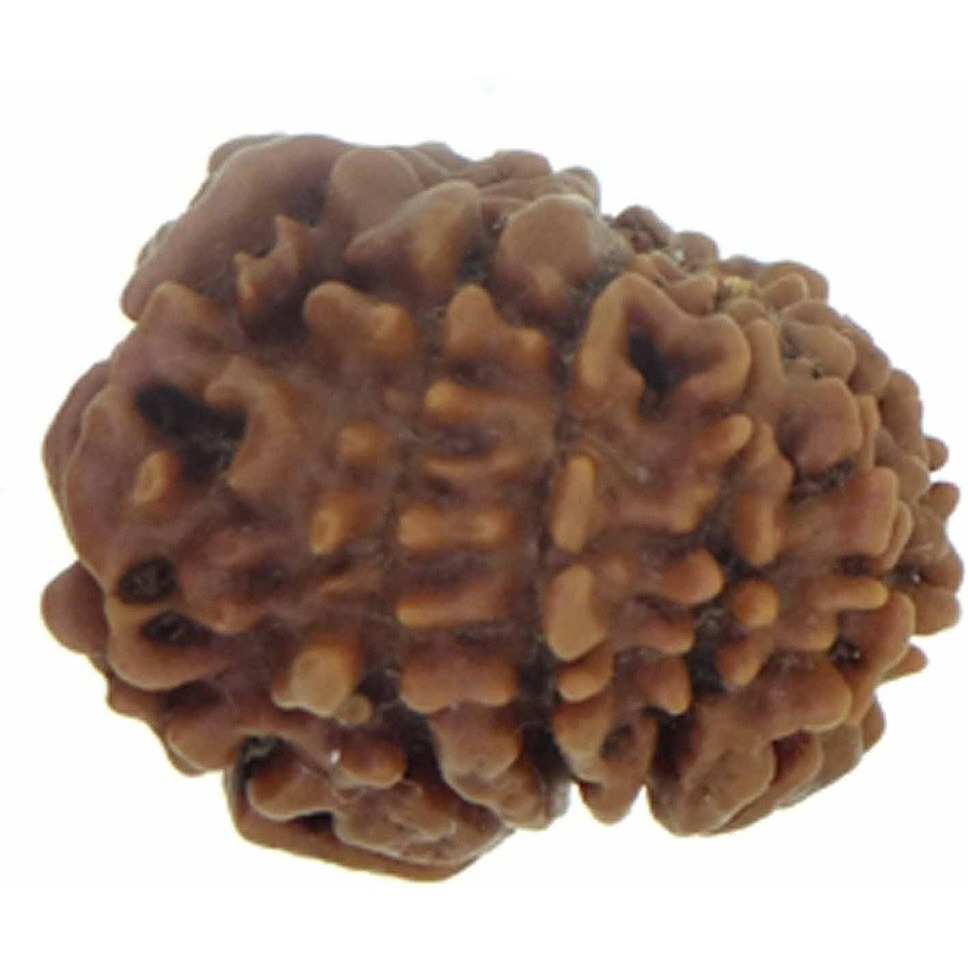 Arihant Gems & Jewels 11 Mukhi/Faced Nepali Rudraksha | Natural & Certified | Astrological Eleven Mukhi/Faced Rudraksha | Positive Effect | Unisex Both for Men & Women (Brown,20-24 mm)
