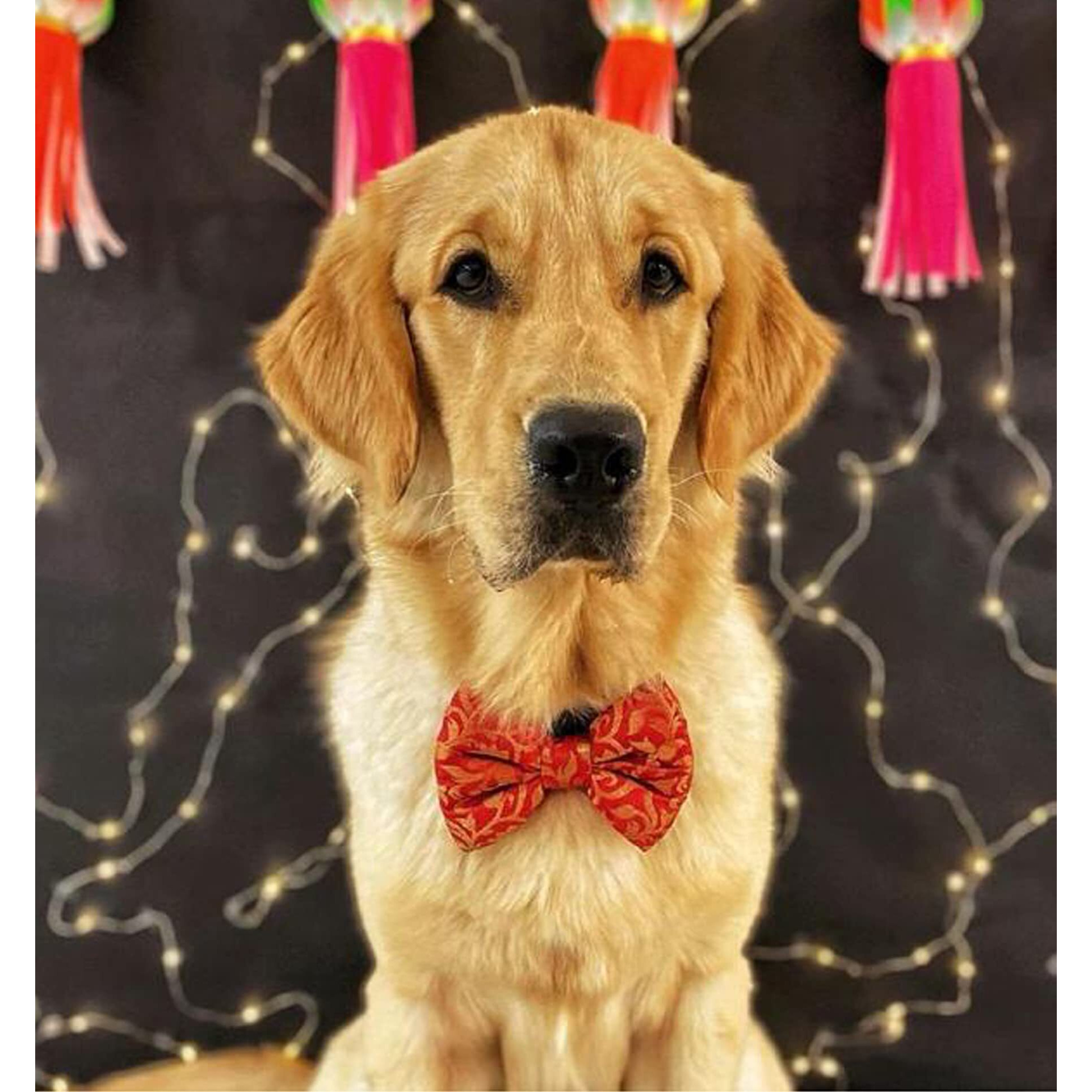 For The Fur Kids Traditional Dog Bow Tie for Diwali, Festivals, Weddings (Multi-Coloured) (Red Leaf)