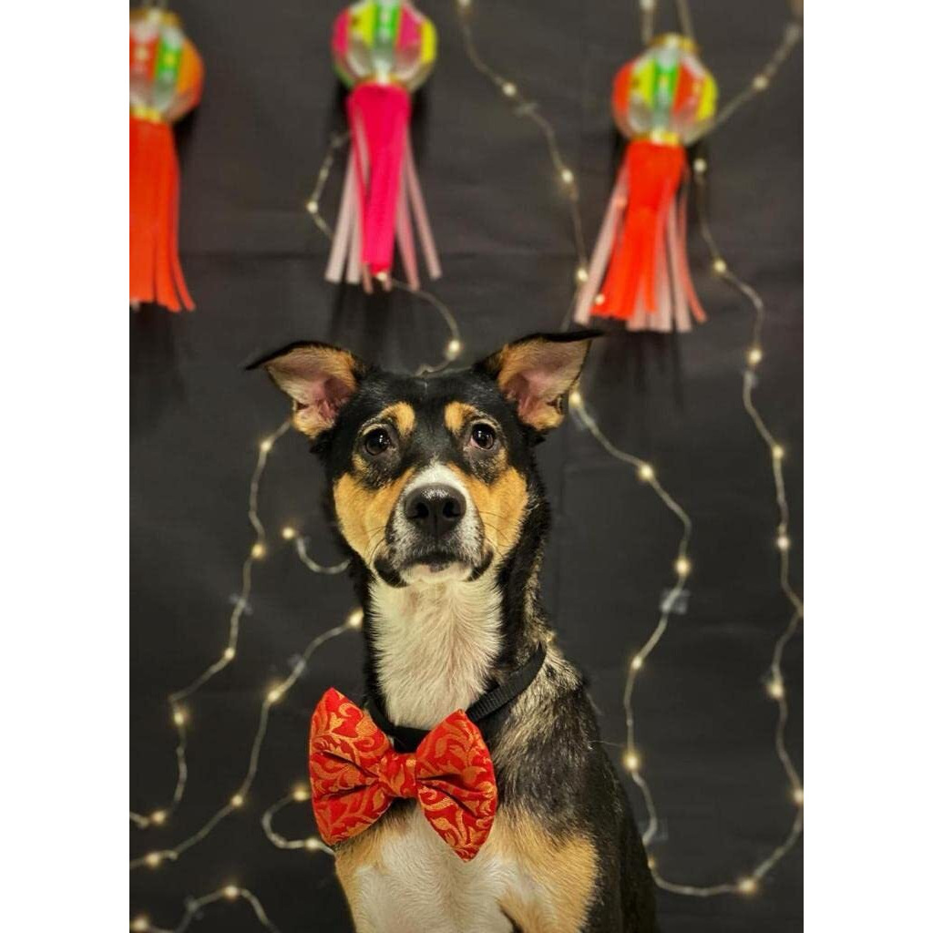 For The Fur Kids Traditional Dog Bow Tie for Diwali, Festivals, Weddings (Multi-Coloured) (Red Leaf)