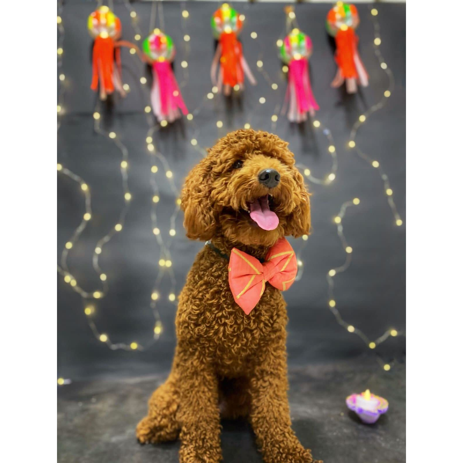 For The Fur Kids Traditional Dog Bow Tie for Diwali, Festivals, Weddings (Multi-Coloured) (Pink Chevron)