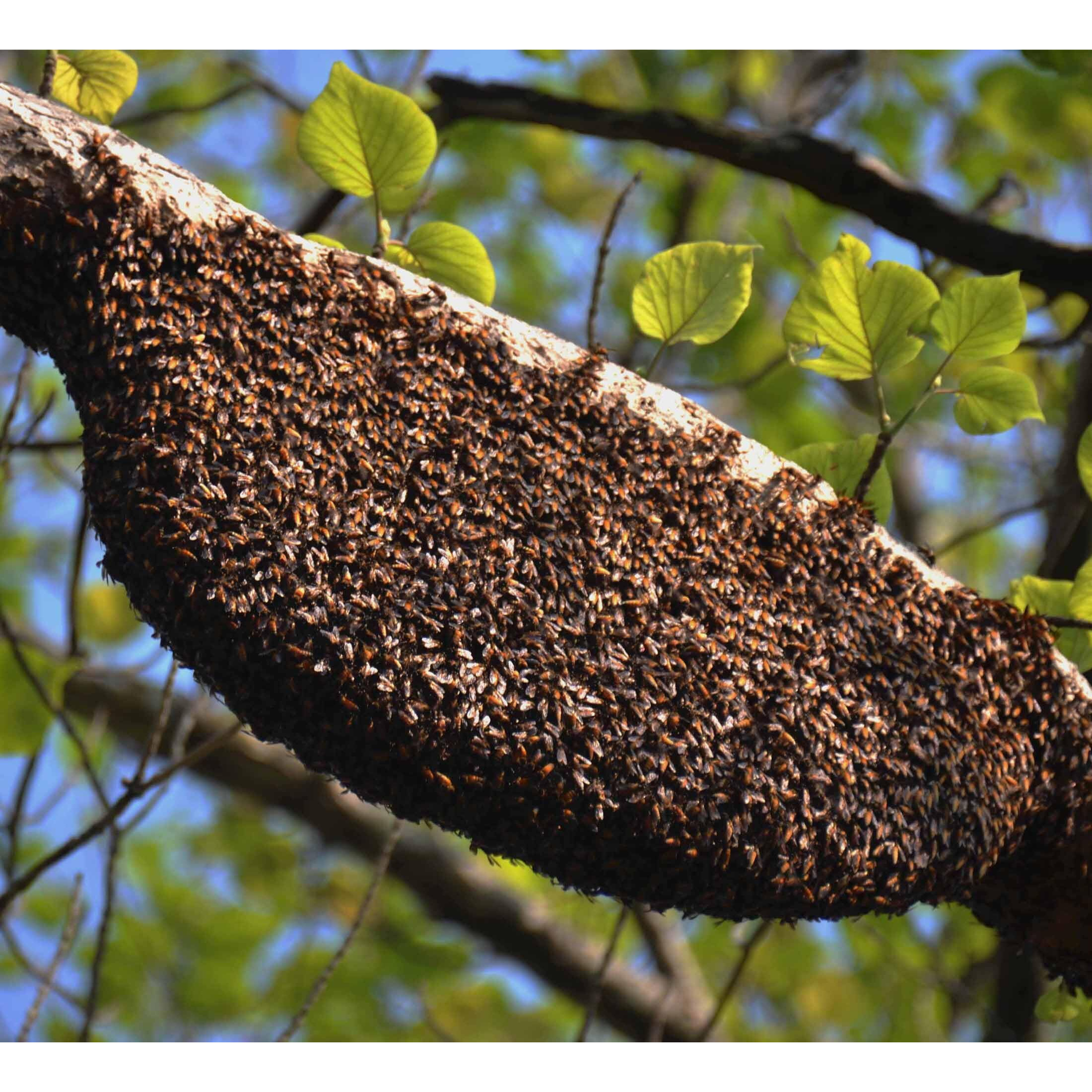 Royal Bee Brothers | Al-Mahnoor Kashmiri Honey | Thick & Light Golden Color Honey| 100% Natural and Unadulterated Honey