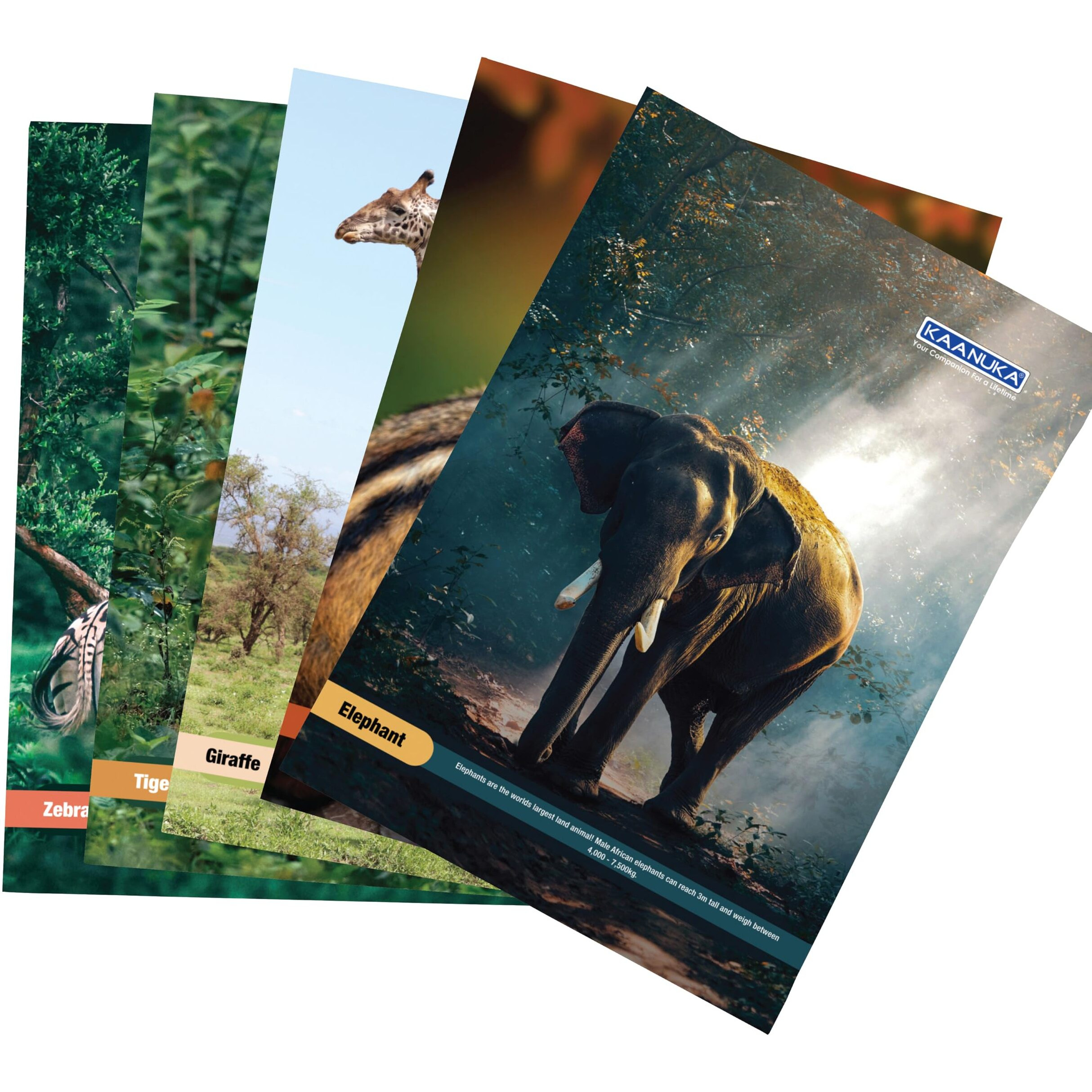 KAANUKA Long Size Notebook - 172 Pages, Ruled, Single Line, A4-29.7cm X 21.0cm, Pack Of 5 Notebooks, Long Size Single line Notebooks for School and College Students