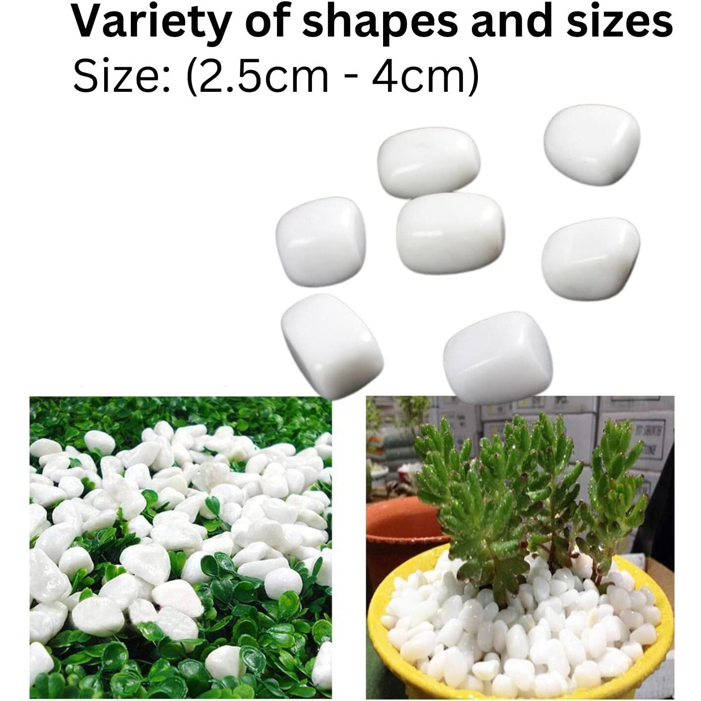 Foodie Puppies Polished White Pebbles Glossy Stones - 3Kg (2.5Cm - 4Cm) | For Home Decorative, Vase Fillers, Aquarium Fish Tank, Garden River Rock Unplanted Substrate