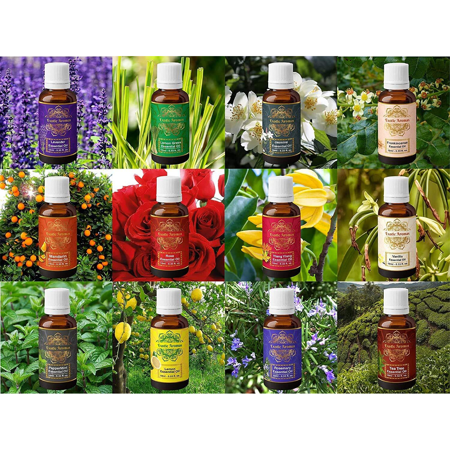 Exotic Aromas Essential Oil Lavender Rose Tea Tree Vanilla Frankincense Rosemary Jasmine Ylang Ylang Peppermint Mandarin Lemongras Lemon Pack Of 12