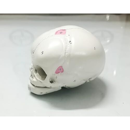 Isko Human Fetal Skull Anatomical Model