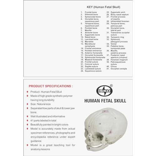 Isko Human Fetal Skull Anatomical Model