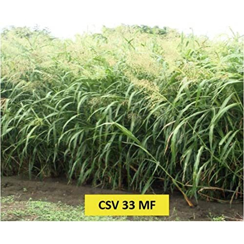 Iagrifarm Csv 33 Mf Fodder Sorghum Seed - 1 Kg - Multicut For Fodder Cultivation