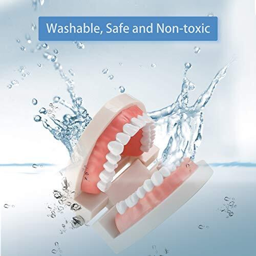 Zibuyu Dental Teeth Model Teaching Kids To Brush Standard Dental Teeth Model Dentist Demonstration Denture Model For Studying, Displaying - 1