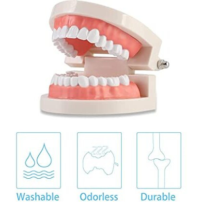 Zibuyu Dental Teeth Model Teaching Kids To Brush Standard Dental Teeth Model Dentist Demonstration Denture Model For Studying, Displaying - 1