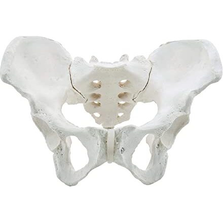 Isko Premium Female Pelvis Skeleton Model, Anatomically Correct, Life Size Model (Made With Pvc Ubreakable)