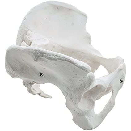 Isko Premium Female Pelvis Skeleton Model, Anatomically Correct, Life Size Model (Made With Pvc Ubreakable)