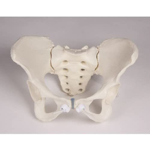 Isko Premium Female Pelvis Skeleton Model, Anatomically Correct, Life Size Model (Made With Pvc Ubreakable)