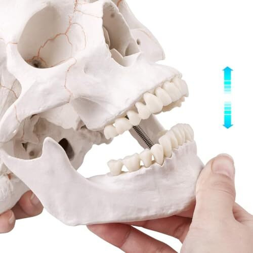 Labzio Life-Size Human Skull Model For Anatomy, Pvc Skull With 54 Numbered Features, Removable Calvarium & Articulating Jaw, Medical & Dental Studies, Educational Tool For Students, Halloween Decoration Prop