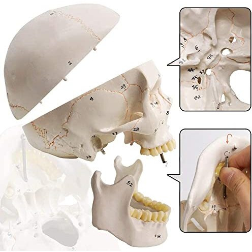 Labzio Life-Size Human Skull Model For Anatomy, Pvc Skull With 54 Numbered Features, Removable Calvarium & Articulating Jaw, Medical & Dental Studies, Educational Tool For Students, Halloween Decoration Prop