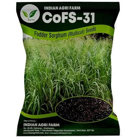 Iagrifarm Cofs31 / Cofs-31 Fodder Sorghum Seed - 1 Kg - Multicut For Fodder Cultivation