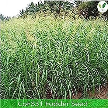 Iagrifarm Cofs31 / Cofs-31 Fodder Sorghum Seed - 1 Kg - Multicut For Fodder Cultivation