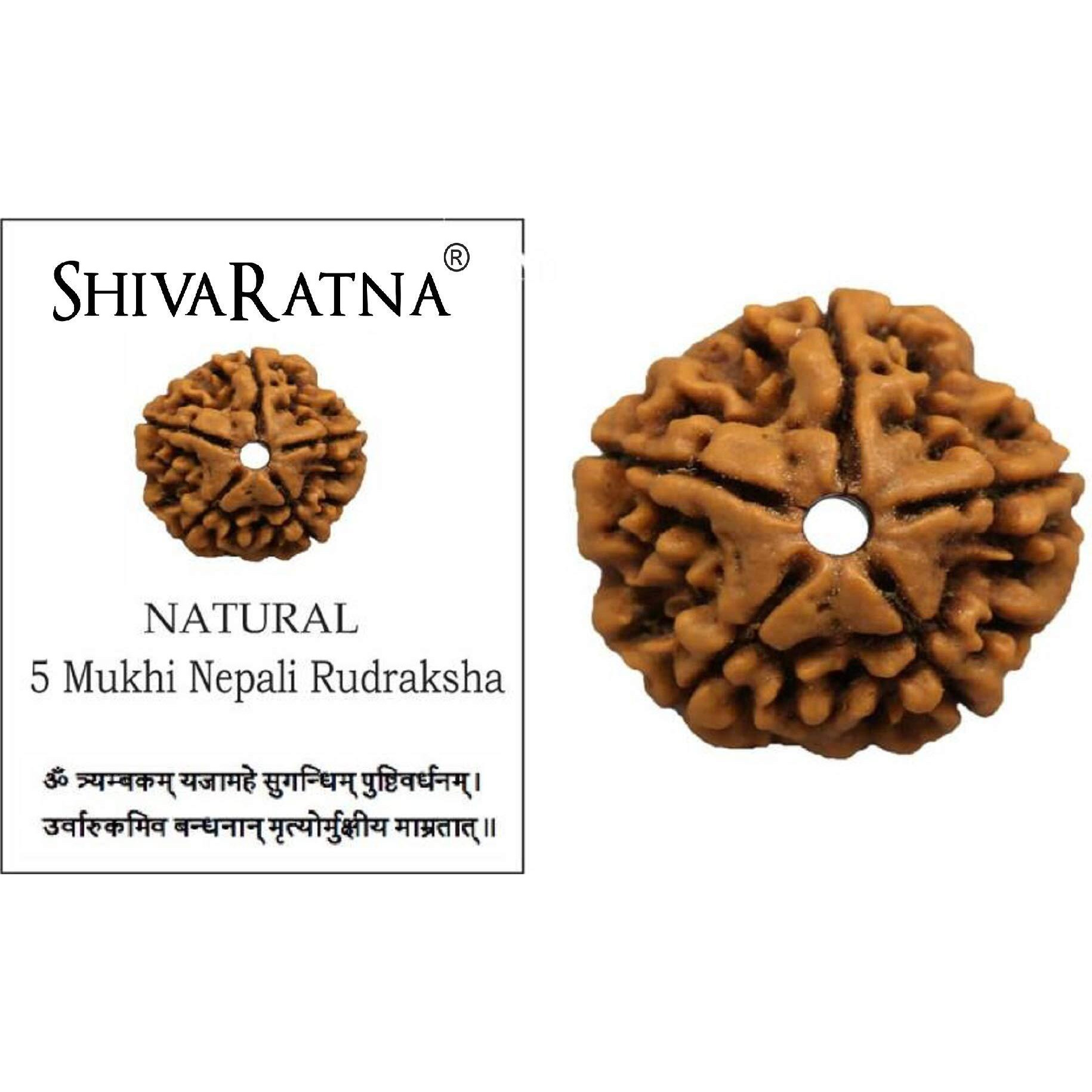 Shivaratna 5 Mukhi Rudraksha From Nepal (Hand Picked) - Lab Certified