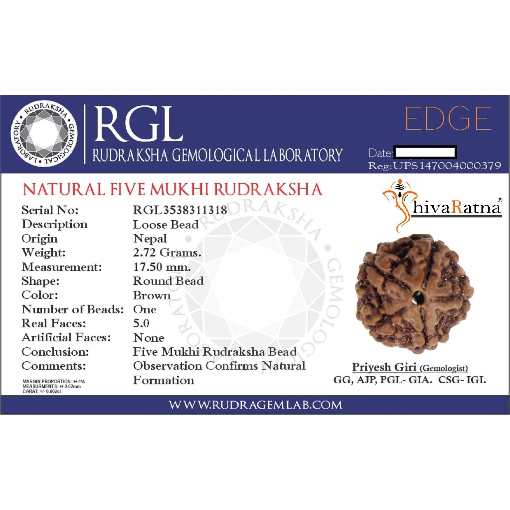 Shivaratna 5 Mukhi Rudraksha From Nepal (Hand Picked) - Lab Certified