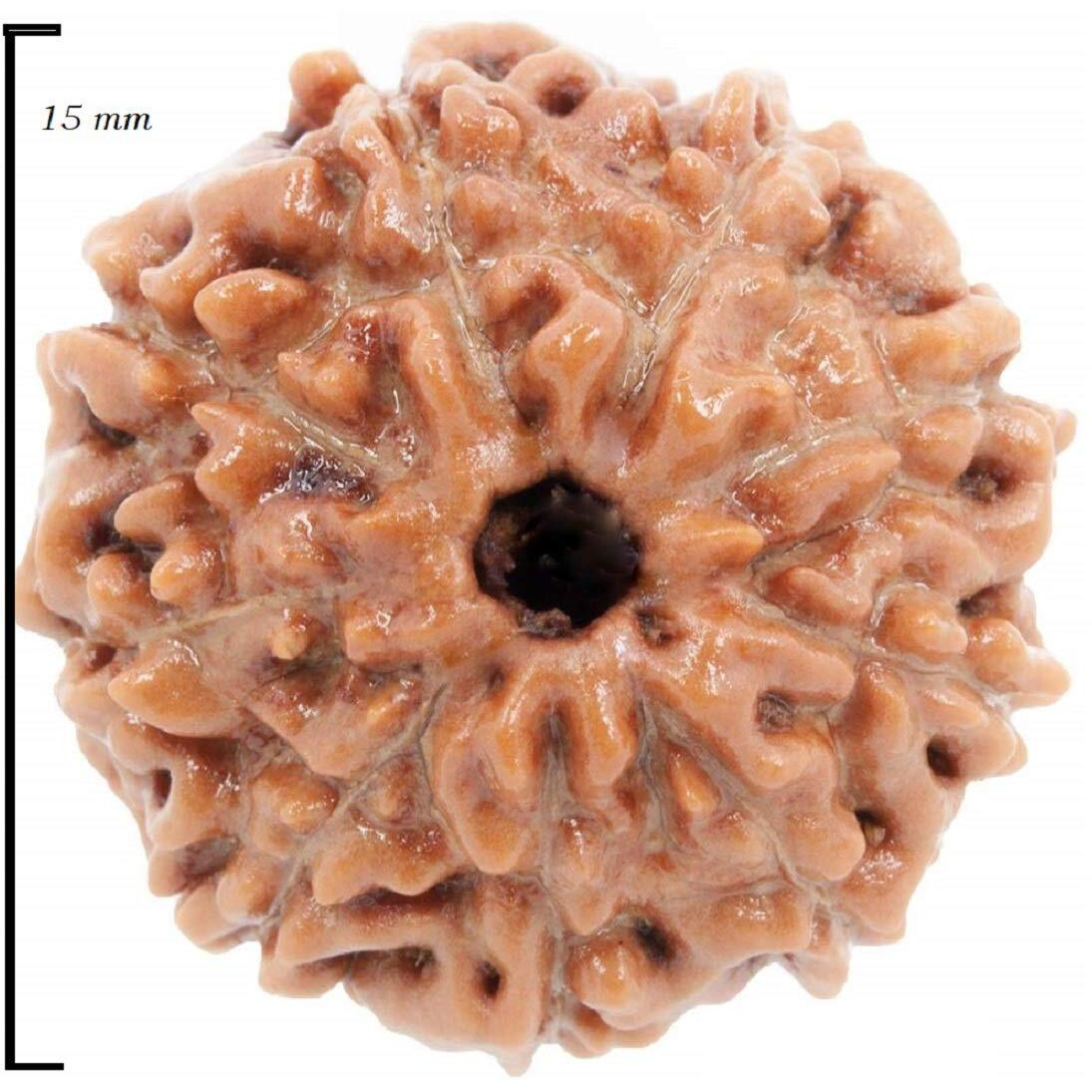 Shivaratna 9 Mukhi Rudraksha Made In Silver Metal Lab Certified (Origin - Java) Hand Picked Matured Rudraksha Bead