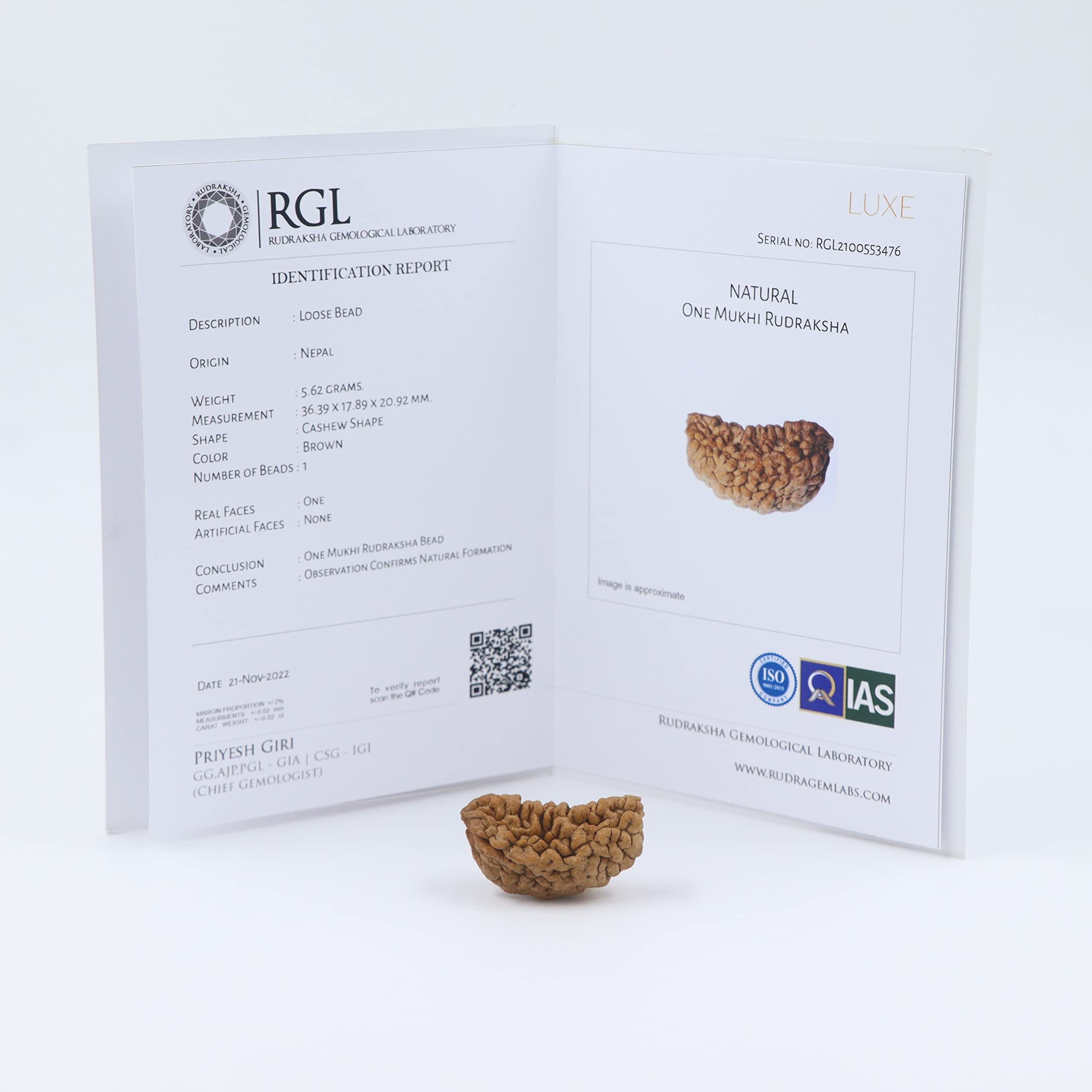 Shivaratna 1 Mukhi Rudraksha With Certificate Of Authenticity (Elite Range) Collector Size