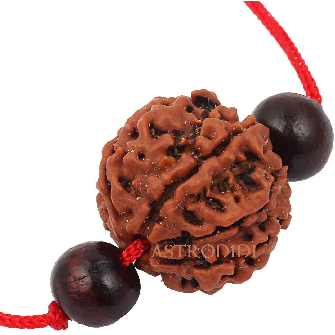 Astrodidi 6 Mukhi Rudraksha | Certified Nepali Six Face Rudraksh With Two Red Chandan Beads In Red Thread With Lab Certificate (Colour Brown, Shape Round)