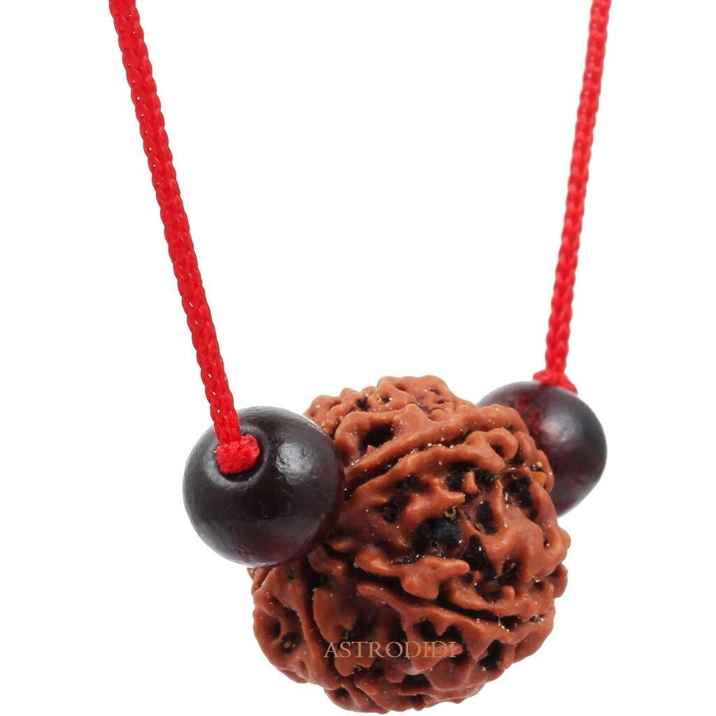Astrodidi 6 Mukhi Rudraksha | Certified Nepali Six Face Rudraksh With Two Red Chandan Beads In Red Thread With Lab Certificate (Colour Brown, Shape Round)