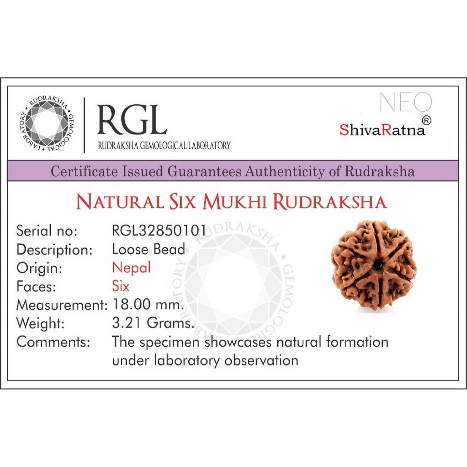 Shivaratna 6 Mukhi Rudraksha (Nepal) + 2 Beads Of Spkatik Made In 5 Mukhi Rudraksha Mala (Total Beads 108+1 Lab Certified)