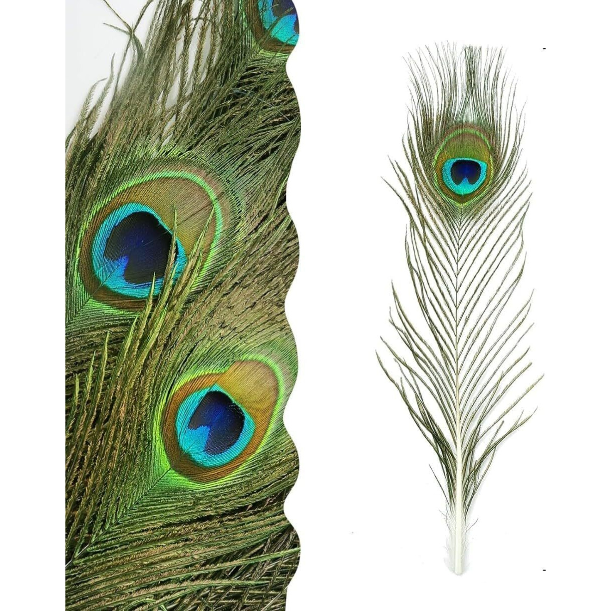 Critoanta Natural Peacock Feathers 10-12 Inches Original Mor Pankh Feather Tails For Home Dcor Full Length Good Luck Art And Craft Decorative Item For Worship,(10 Pcs)