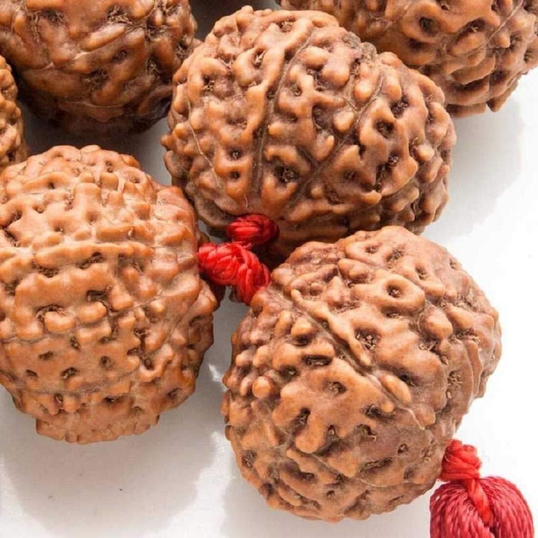 Nav Durga Mala 9 Mukhi Rudraksha Mala (108+1 Beads) Lab Certified (For Wearing  Medium Size)