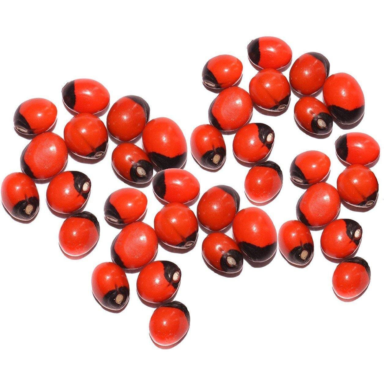 Natural Rakt Gunja | Red Chirmi Beads | Abrus Seed | Gamanchi | Gaunchi | Rati | Gulaganji | Guruvinda | Guruginia | Chirmi Seeds | Good For Wealth Benefit(11)