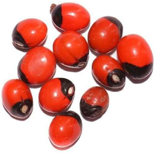 Natural Rakt Gunja | Red Chirmi Beads | Abrus Seed | Gamanchi | Gaunchi | Rati | Gulaganji | Guruvinda | Guruginia | Chirmi Seeds | Good For Wealth Benefit(11)