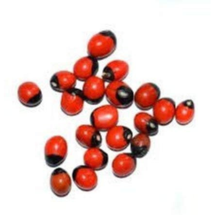 Natural Rakt Gunja | Red Chirmi Beads | Abrus Seed | Gamanchi | Gaunchi | Rati | Gulaganji | Guruvinda | Guruginia | Chirmi Seeds | Good For Wealth Benefit(11)