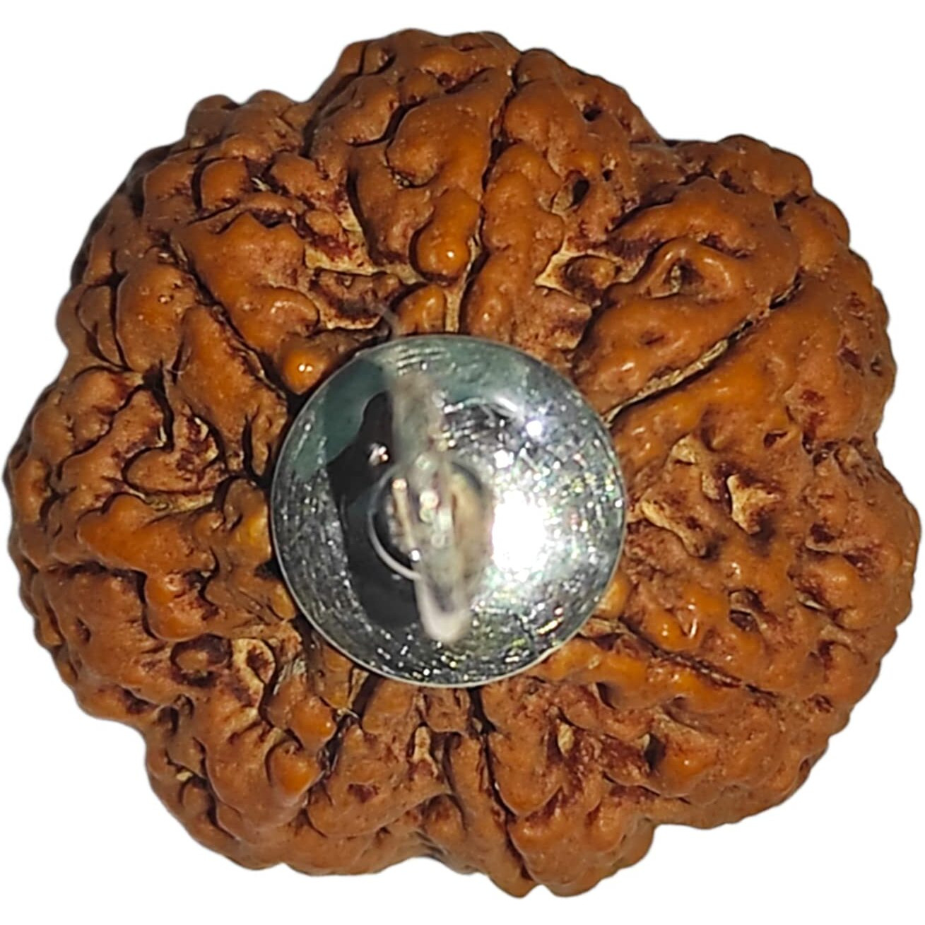 7 Mukhi Rudraksha Original Certified || Igl Certification | Aaaa Plus | For Wealth And Income | In A Sealed Pack Box | Large And Heavy | Natural And Pure | Bead Size 25-26 Mm | By Shree Rudraksham |
