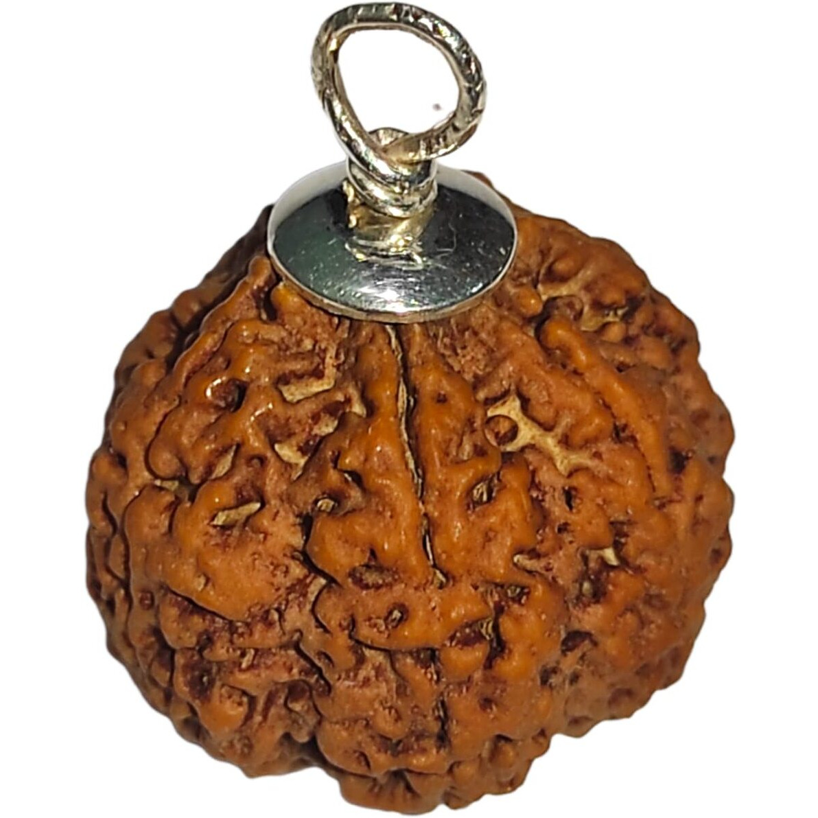 7 Mukhi Rudraksha Original Certified || Igl Certification | Aaaa Plus | For Wealth And Income | In A Sealed Pack Box | Large And Heavy | Natural And Pure | Bead Size 25-26 Mm | By Shree Rudraksham |