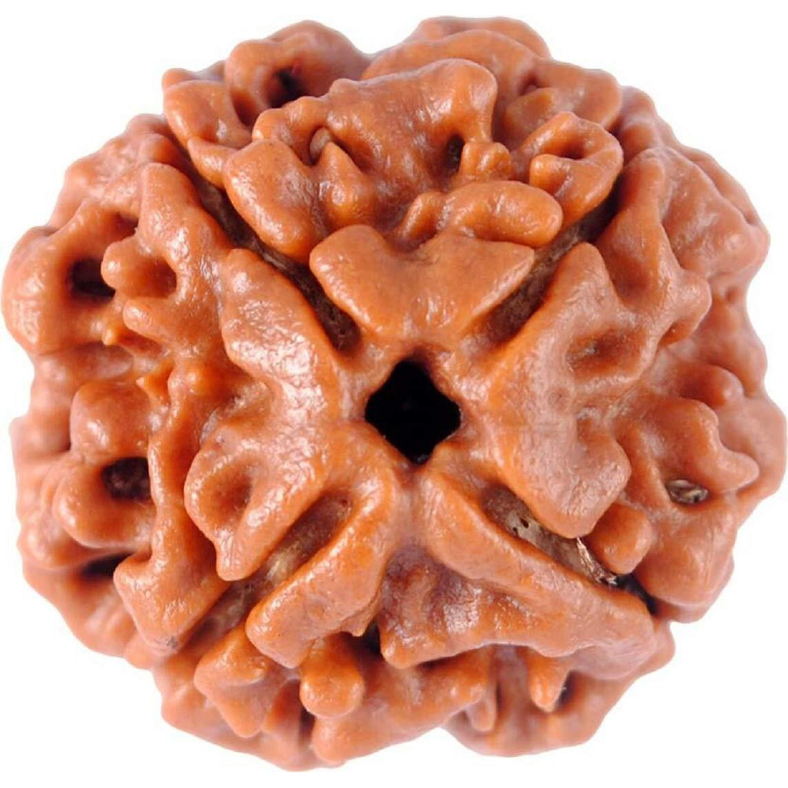 Shivaratna 4 Mukhi Lab Certified Rudraksha (Origin Nepal) Good Shape & Matured Bead