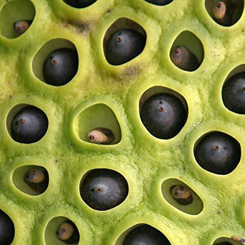 Rdk Natural Original Lotus Seeds Bead Rosary Kamal Gatta Jaapmala Making Beads For Meditation & Pooja Astrology Organic Jewellery - 51 Beads