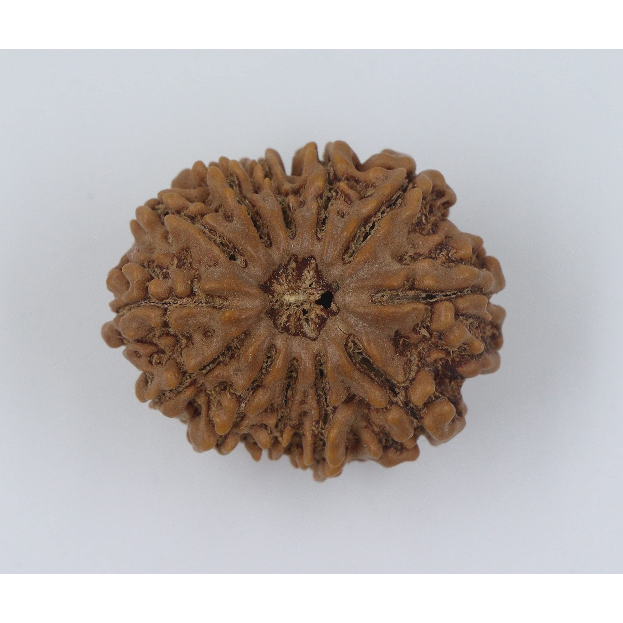 Shivaratna 12 Mukhi/ Twelve Face Rudraksha With Certificate Of Authenticity (Elite Range) Collector Size