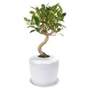 Ficus Retusa Curved Trunk Bonsai Tree & Porcelain Ceramic Cremation Urn with Matching Humidity/Drip Tray
