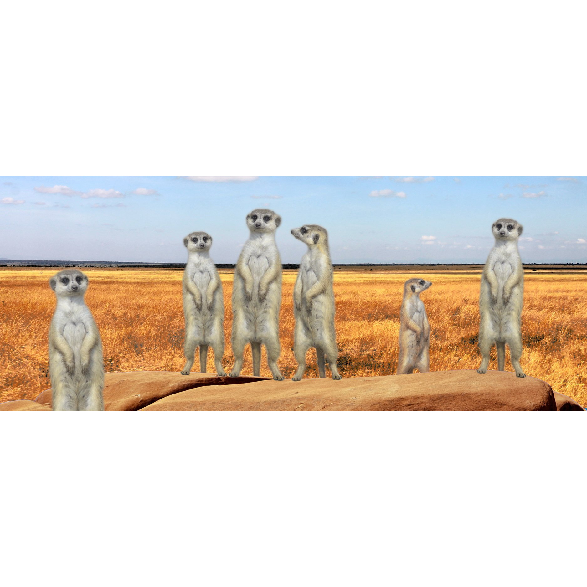 MEERKATS- MOTION BKMK/ 6" RULER