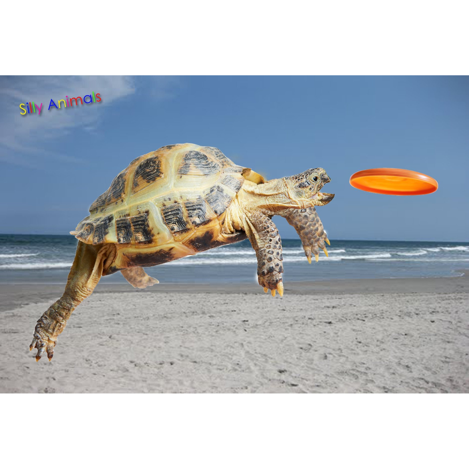 Gift Trenz Turtle Frisbee 3D Postcard (20346)
